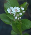 Aronia x prunifolia