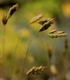 Bromus secalinus