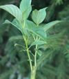 Cornus alba subsp. stolonifera 'Flaviramea'