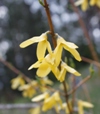 Forsythia ovata