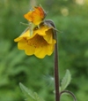 Geum rivale x urbanum