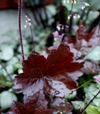 Heuchera micrantha 'Palace Purple'