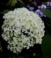 Hydrangea arborescens