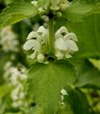 Lamium album