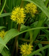 Lysimachia thyrsiflora