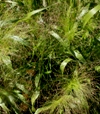 Panicum elegans 'Frosted Explosion'