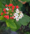 Physocarpus opulifolius