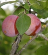 Prunus domestica 'Yleinen punaluumu'