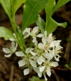 Prunus pumila var. depressa