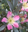 Rosa glauca