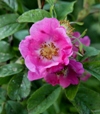 Rosa majalis