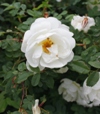 Rosa spinosissima 'Plena'