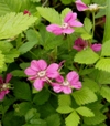 Rubus arcticus