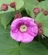 Rubus odoratus