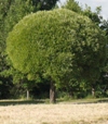 Salix fragilis 'Bullata'