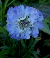 Scabiosa caucasica 'Perfecta'