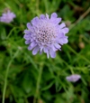 Scabiosa columbaria 'Misty Butterflies'