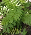 Sorbaria sorbifolia