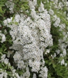 Spiraea 'Grefsheim'