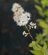 Spiraea alba var. latifolia