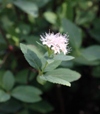 Spiraea fritschiana