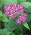 Spiraea japonica 'Froebelii'