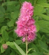 Spiraea x billiardii