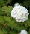 Viburnum opulus