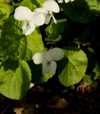 Viola sororia 'Albiflora' 